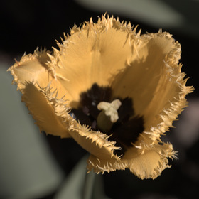 Ƹ 